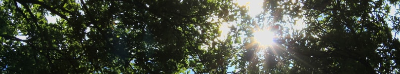 The sun shining through a canopy from below