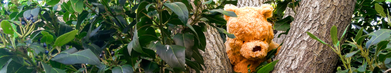 A brown orange teddy bear stuck in a tree