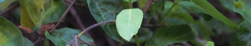 One small leaf stands out brightly amongst all the leaves in a bush